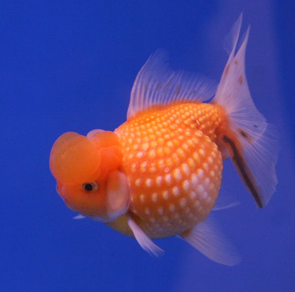 Goldfish HamaPearl Scale.jpg