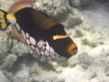 ClownTriggerfish-1622.jpg