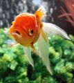 Oriental Goldfish-8816.jpg
