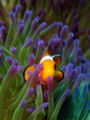 Ocellaris-in-anemone-8453.jpg