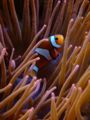 Clownfisch-Ocellaris-in-anemone-811.jpg