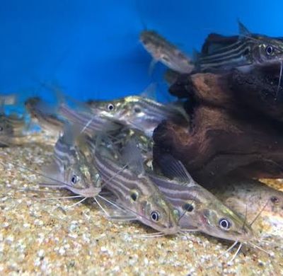 Golden Catfish (Mystus tengara) The Free Freshwater and Saltwater