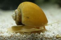 Golden Apple Snail Pomacea Bridgesii The Free Freshwater And Saltwater Aquarium Encyclopedia Anyone Can Edit The Aquarium Wiki