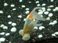 Bubbleeyegoldfish-7409.jpg