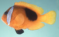 Amphiprion melanopus.jpg