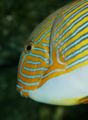 Linedsurgeonfish.jpg