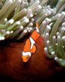 Percula Clownfish-34.jpg
