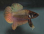 Betta Splendens - Variations - The Free Freshwater And Saltwater ...