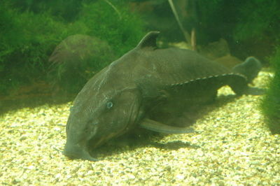 Dolphin Catfish (Oxydoras niger) - The Free Freshwater and Saltwater