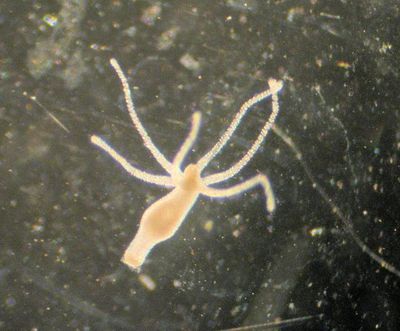 bushin hydra