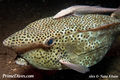 Horn-nosed boxfish1.jpg