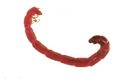 Bloodworm1.jpg