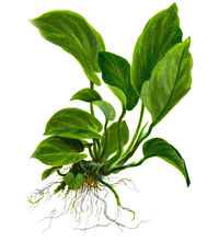 Anubiacaladiifolia.jpg