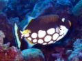 ClownTriggerfish-5769.jpg