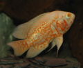 Astronotus ocellatus - Oscar Fish-5590.jpg