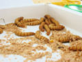 Meal worms by Randy Cox-4393.jpg