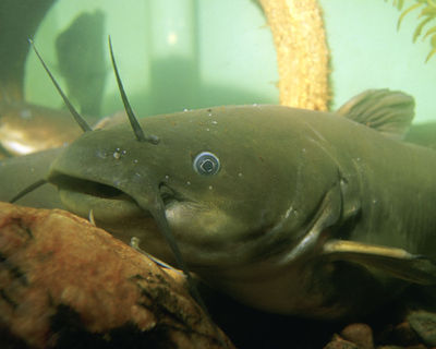 Yellow Bullhead (ameiurus Natalis) - The Free Freshwater And Saltwater 