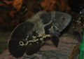 Astronotus ocellatus - Oscar Fish-9510.jpg