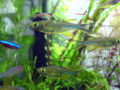Celebes Rainbowfish-7635.jpg
