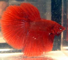 Betta Splendens - Variations - The Free Freshwater And Saltwater ...