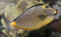 Orangespineunicornfish.jpg