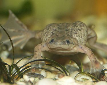 Category:Amphibians - The Free Freshwater and Saltwater Aquarium