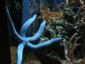 Blue starfish-2808.jpg