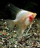 Albino Angelfish.jpg