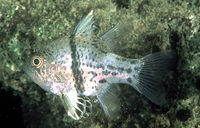 Sphaeramia orbicularis446.jpg