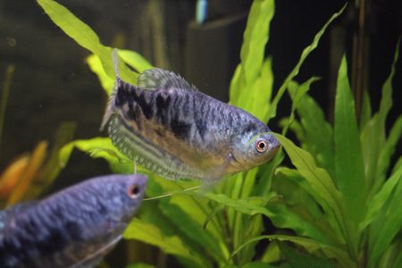 Platinum Gourami - The Free Freshwater and Saltwater Aquarium ...