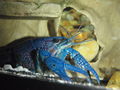 Female Blue Crayfish.JPG