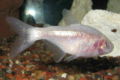 Blindcavefish-9697.jpg