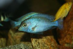 Blue Dolphin Cichlid (Cyrtocara moorii) - The Free Freshwater and ...