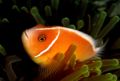 Amphiprion perideraion-9619.jpg