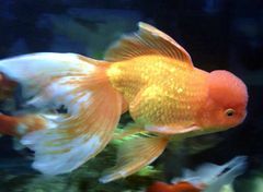 Goldfish (Carassius auratus) - The Free Freshwater and Saltwater ...