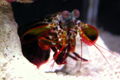 MantisShrimp-5014.jpg