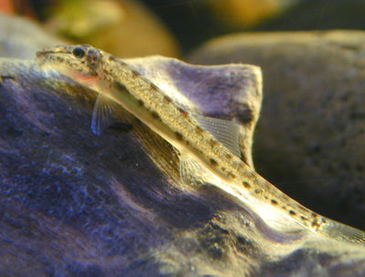 Horsefaced Loach (Acantopsis choirorhynchos) - The Free Freshwater and ...