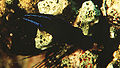 Pseudochromis springeri6621.jpg