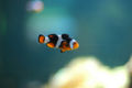 Clownfish-black-color-variant-2549.jpg