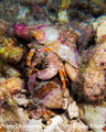 Mating hermit crab1.jpg