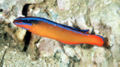 Pseudochromis aldabraensis3537.jpg
