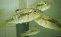 Eastern Happy Cichlid (Astatotilapia calliptera) - The Free Freshwater ...