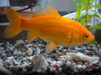 Commongoldfish-3888.jpg