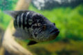 Parachromis managuensis-4788.jpg
