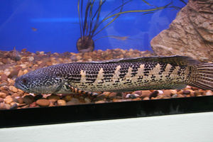 Golden Cobra Snakehead (Channa aurantimaculata) - The Free Freshwater ...