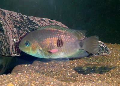 Topaz Cichlid (Archocentrus myrnae) - The Free Freshwater and Saltwater ...