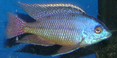 Red Empress (Protomelas taeniolatus) - The Free Freshwater and ...