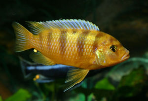 Kenyi Cichlid (Pseudotropheus lombardoi) - The Free Freshwater and ...