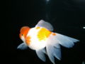 Goldfish-HamaNishiki-395.jpg