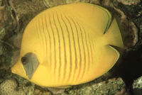 Chaetodon semilarvatus5689.jpg